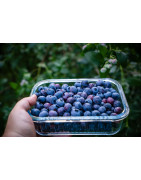 Antioxidants